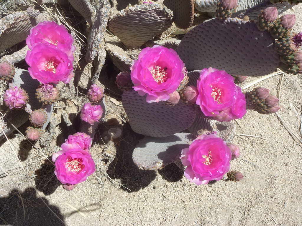 Joshua Tree National Park